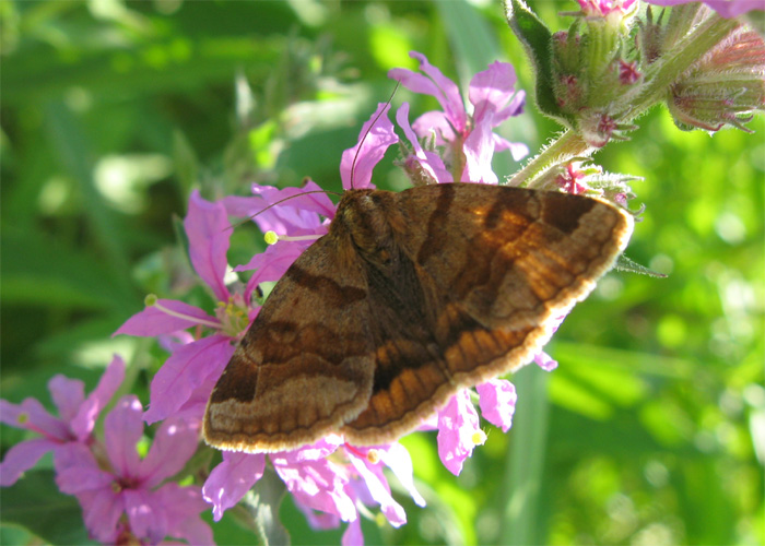 Lepidotteri del Parco dei Gessi Bolognesi